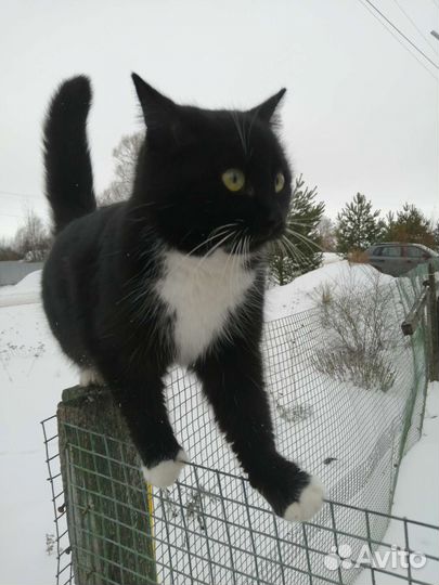 Кошка в дар бесплатно