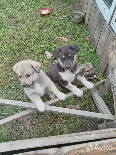 Отдам щенков хаски