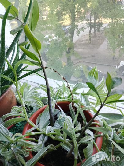 Замиокулькас