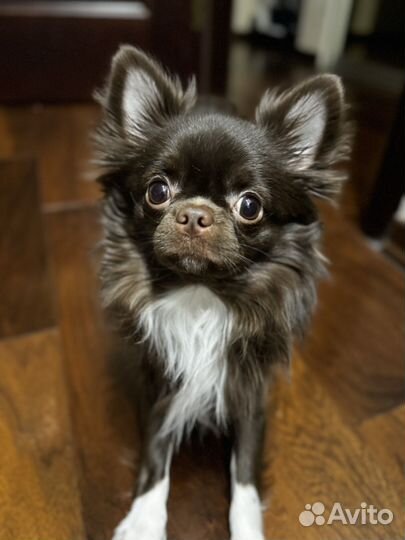 Вязка собак чихуахуа