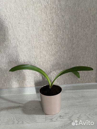 Гиппеаструм