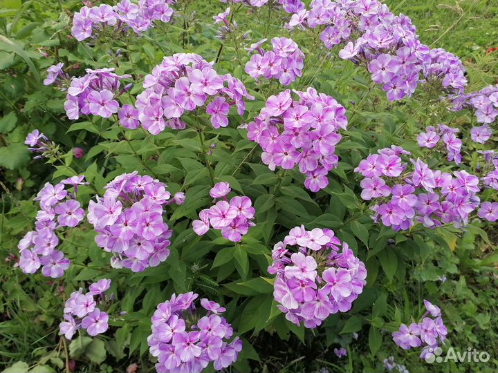 Флоксы сортовые