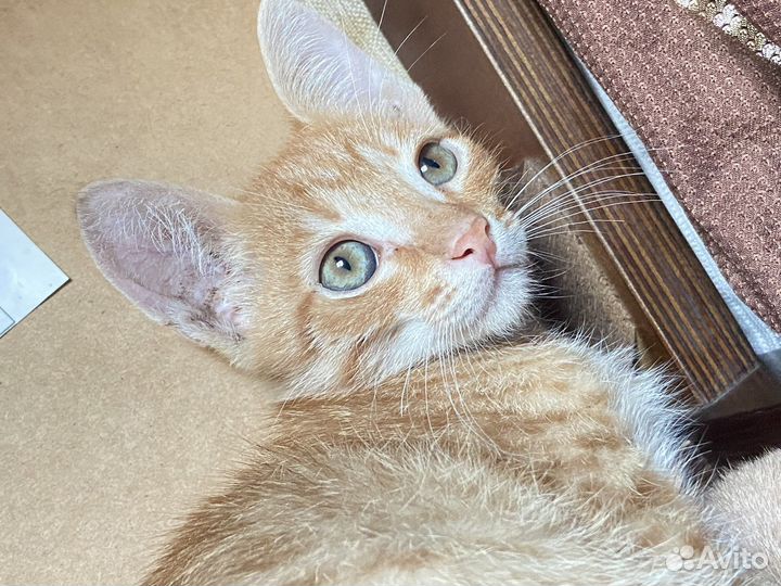 Котенок рыжий мальчик
