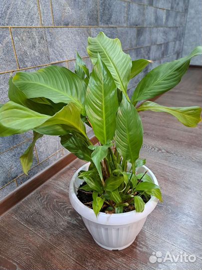 Спатифиллум женское счастье