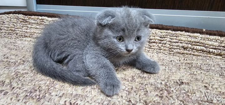 Британские котята