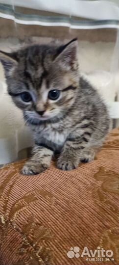 Кошка в дар бесплатно