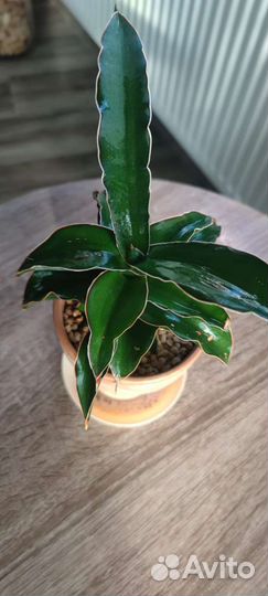 Сансевиерия сортовая