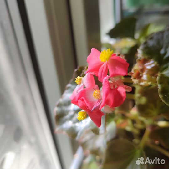 Цветы в дом