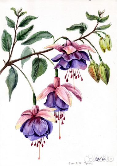 Цветочные картины акварелью