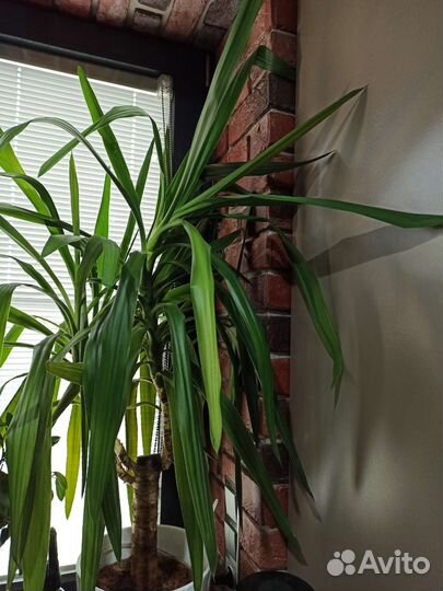 Комнатное растение юкка