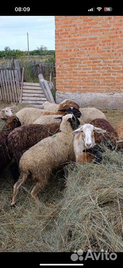 Овцы бараны на мясо