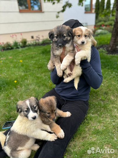 Щенки бесплатно