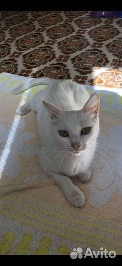 Кошки в добрые руки стерилиз