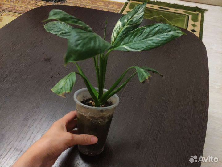 Спатифиллум даймонд