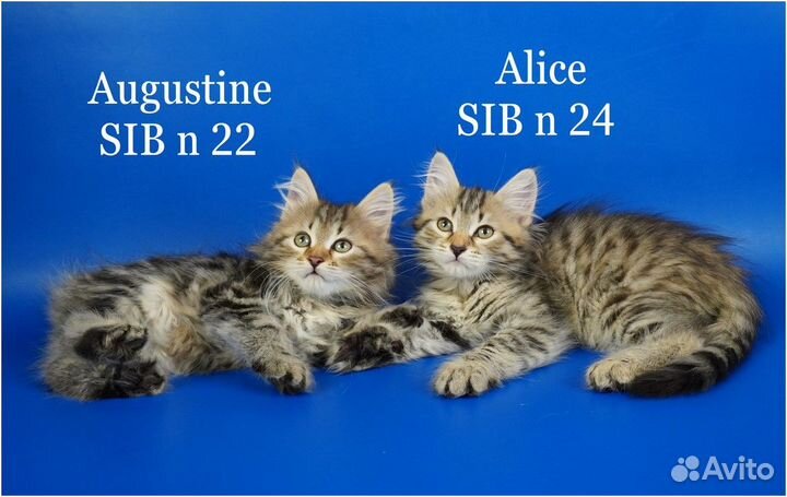 Сибирские котята с родословной традиционного окрас