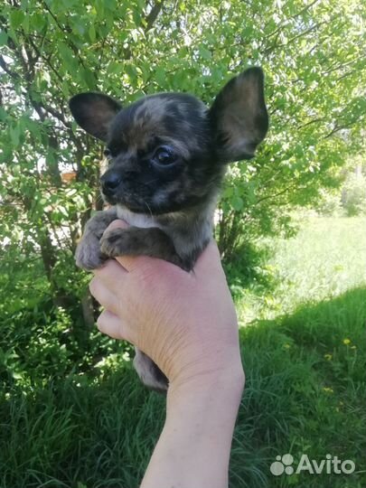 Супер мини чихуахуа