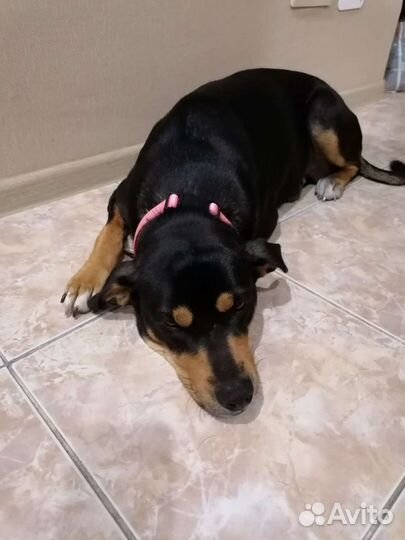 Собака, девочка в добрые руки