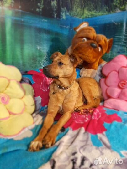 Собака стерилизованная