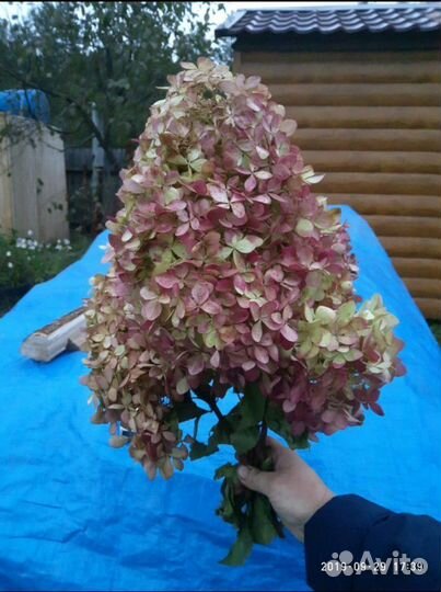 Гортензия Ванила Фрейз