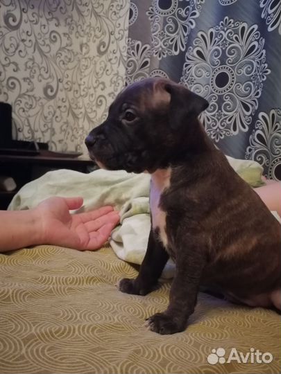 Стаффордширский терьер щенки