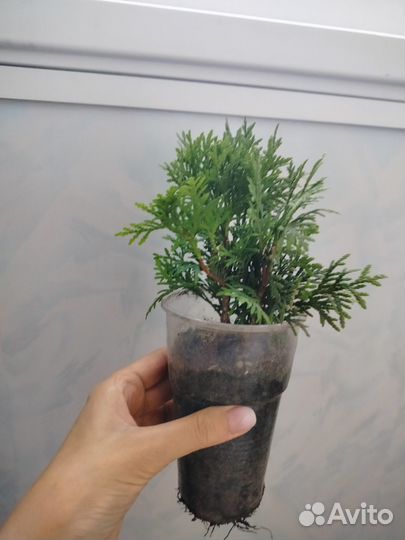 Растения для сада