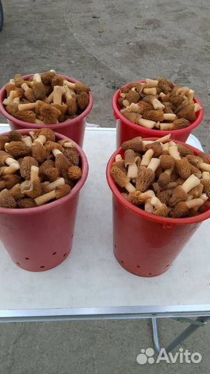 Грибы сморчковая шапочка