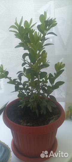 Комнатные цветы