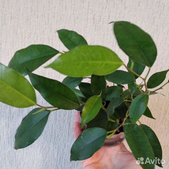 Фикус бенджамина