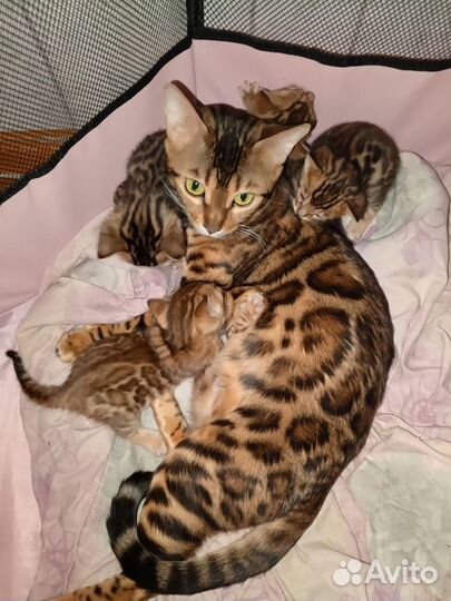 Котята бенгалы
