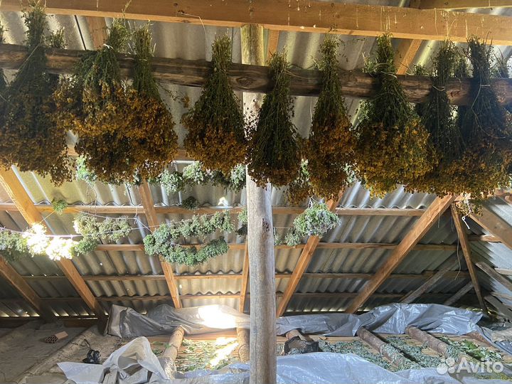 Лечебные травы