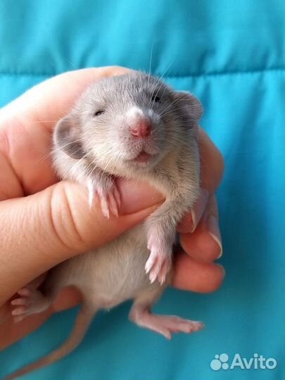 Крысята дамбо девчонки