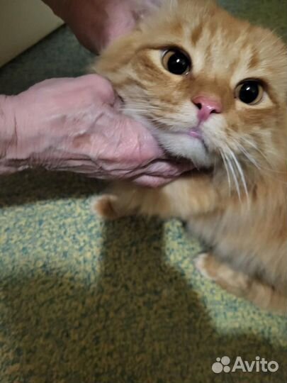 Котик в дар