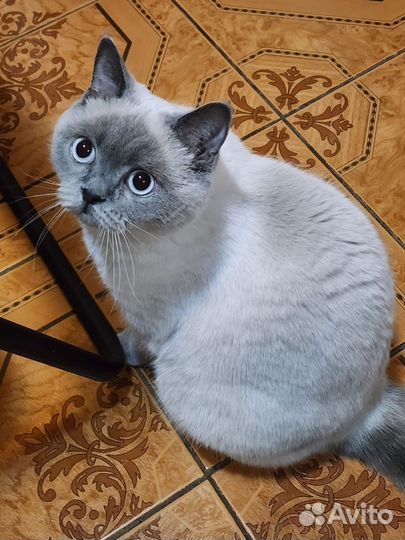 Британская кошка в дар