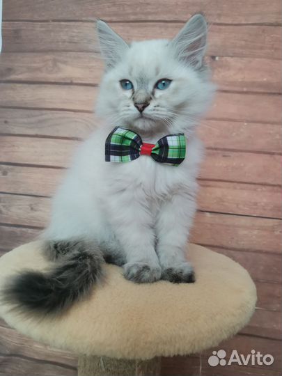 Сибирские котята