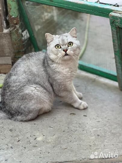 Кот Британец (Марсель)