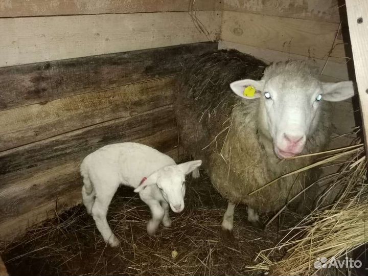 Овцы бараны дорпер тексель