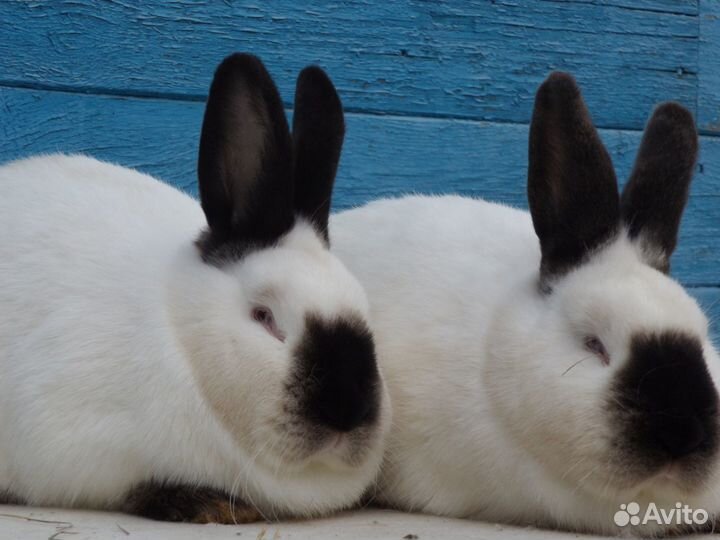 Чистопородное разведение кроликов