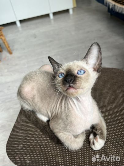 Канадский сфинкс