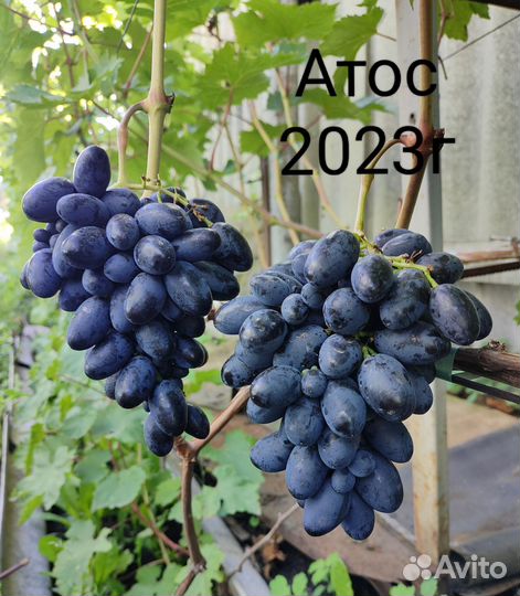 Саженцы и черенки винограда 2023-2024г