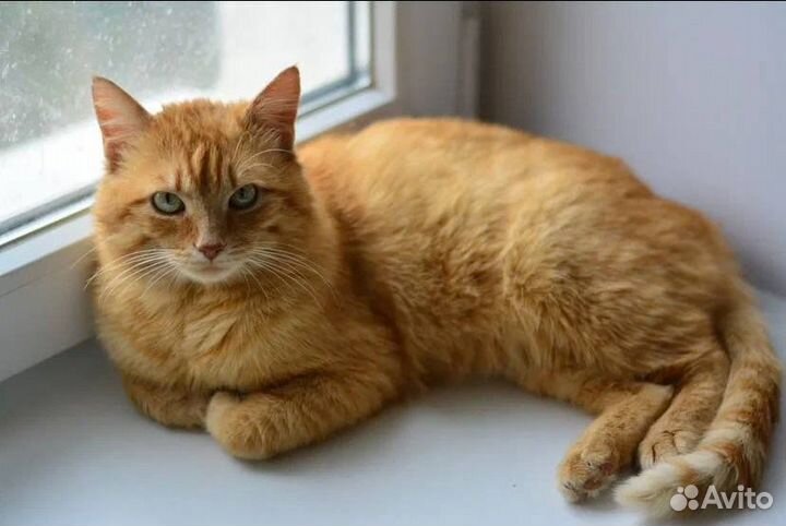 Замурчательный Рыжик