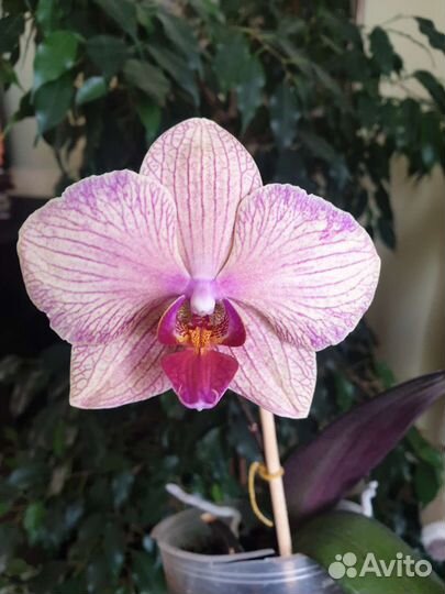 Орхидея фаленопсис