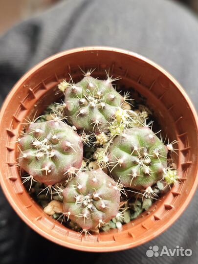 Кактус цветущий