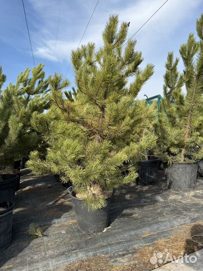 Сосна 1,5-2 м