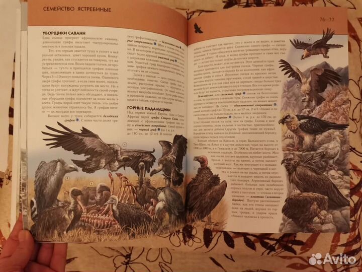 Птицы полная энциклопедия детская книга