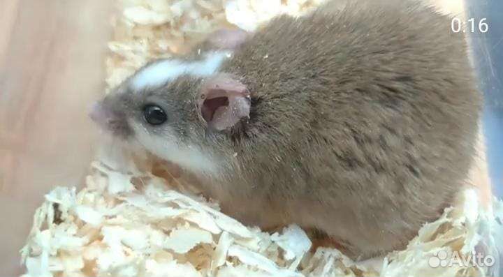 Мыши африканские Мастомисы