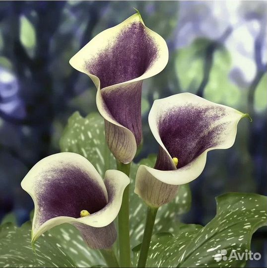 Клубни каллы