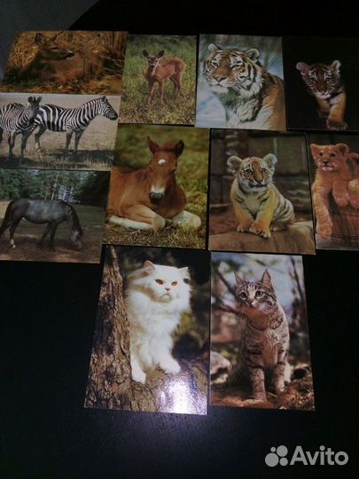 Открытки животных и птиц из СССР
