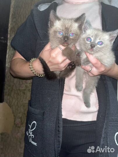 Котенок ищет дом