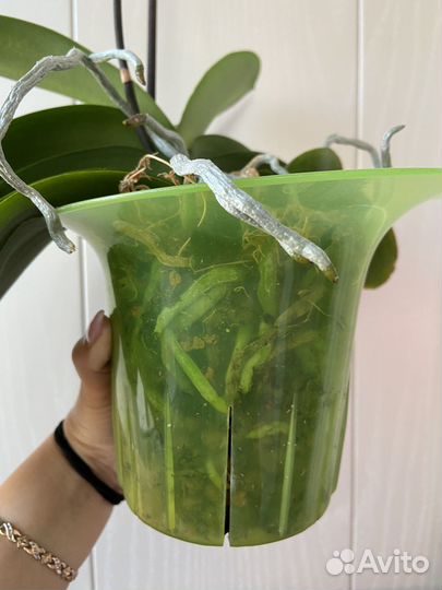 Орхидея фаленопсис