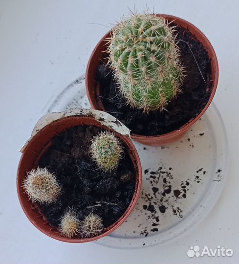 Кактус